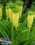 Photo Pineapple Flower, Pineapple Lily, yellow