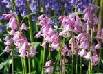 Photo Spanish Bluebell, Wood Hyacinth, pink