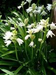 Photo Spanish Bluebell, Wood Hyacinth, white