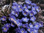 Photo Arctic Forget-me-not, Alpine forget-me-not, blue