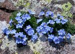 Photo Arctic Forget-me-not, Alpine forget-me-not, light blue