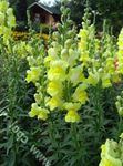 Photo Snapdragon, Weasel's Snout, yellow