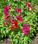 Photo Snapdragon, Weasel's Snout, red