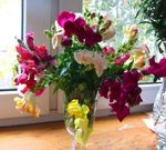 Photo Snapdragon, Weasel's Snout, white