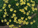 Photo Bush Daisy, Green Euryops, yellow