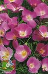 Photo California Poppy, lilac