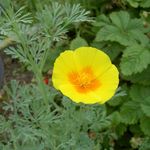 Photo California Poppy, yellow