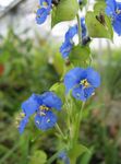 Photo Day Flower, Spiderwort, Widows Tears, blue