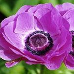 Photo Crown Windfower, Grecian Windflower, Poppy Anemone, lilac