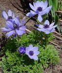 Photo Crown Windfower, Grecian Windflower, Poppy Anemone, light blue