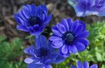 Photo Crown Windfower, Grecian Windflower, Poppy Anemone, blue