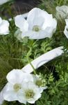 Photo Crown Windfower, Grecian Windflower, Poppy Anemone, white