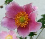 Photo Crown Windfower, Grecian Windflower, Poppy Anemone, pink