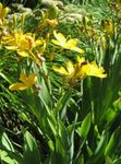 Photo Blackberry Lily, Leopard Lily, yellow