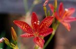 Photo Blackberry Lily, Leopard Lily, red