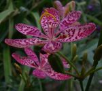Photo Blackberry Lily, Leopard Lily, lilac