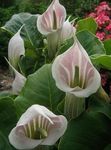 Photo Striped Cobra Lily, Chinese Jack-in-the-Pulpit, pink