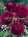 Photo Ranunculus, Persian Buttercup, Turban Buttercup, Persian Crowfoot, burgundy