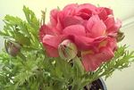 Photo Ranunculus, Persian Buttercup, Turban Buttercup, Persian Crowfoot, pink