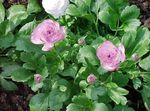 Photo Ranunculus, Persian Buttercup, Turban Buttercup, Persian Crowfoot, lilac