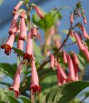 Photo Cape Fuchsia, pink