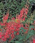 Photo Cape Fuchsia, red