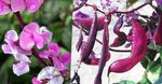 Photo Ruby Glow Hyacinth Bean, pink