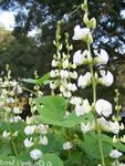 Photo Ruby Glow Hyacinth Bean, white