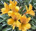 Photo Alstroemeria, Peruvian Lily, Lily of the Incas, yellow