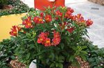 Photo Alstroemeria, Peruvian Lily, Lily of the Incas, red