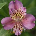 Photo Alstroemeria, Peruvian Lily, Lily of the Incas, lilac
