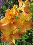 Photo Alstroemeria, Peruvian Lily, Lily of the Incas, orange