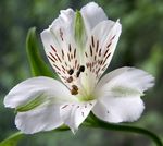 Photo Alstroemeria, Peruvian Lily, Lily of the Incas, white