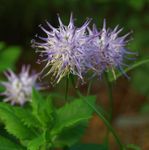 Photo Horned Rampion, lilac