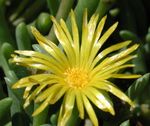 Photo Ice Plant, yellow