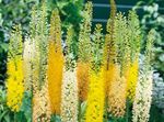 Photo Foxtail Lily, Desert Candle, yellow