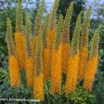 Photo Foxtail Lily, Desert Candle, orange