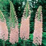 Photo Foxtail Lily, Desert Candle, pink