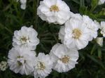 Photo Sneezewort, Sneezeweed, Brideflower, white