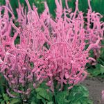 Photo Russian Statice, Pink Pokers, Suworow Statice, pink