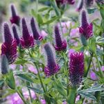 Photo Red Feathered Clover, Ornamental Clover, Red Trefoil, purple