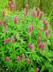 Photo Red Feathered Clover, Ornamental Clover, Red Trefoil, pink