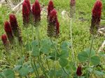 Photo Red Feathered Clover, Ornamental Clover, Red Trefoil, burgundy