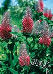 Photo Red Feathered Clover, Ornamental Clover, Red Trefoil, red