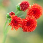 Photo Tassel flower, Flora's paintbrush, red