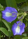 Photo Butterfly Pea, blue