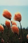 Photo Cotton Grass, orange