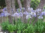 Photo Lily of the Nile, African Lily, light blue