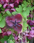 Photo Five Leaf Akebia, Chocolate Vine, purple