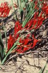 Photo Baboon Flower, red